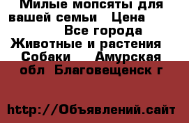 Милые мопсяты для вашей семьи › Цена ­ 20 000 - Все города Животные и растения » Собаки   . Амурская обл.,Благовещенск г.